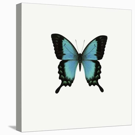 Blue Butterfly-PhotoINC-Stretched Canvas