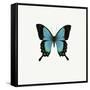 Blue Butterfly-PhotoINC-Framed Stretched Canvas