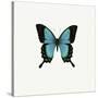 Blue Butterfly-PhotoINC-Stretched Canvas