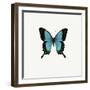 Blue Butterfly-PhotoINC-Framed Premium Photographic Print