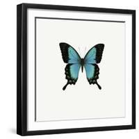 Blue Butterfly-PhotoINC-Framed Premium Photographic Print