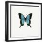 Blue Butterfly-PhotoINC-Framed Premium Photographic Print