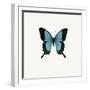 Blue Butterfly-PhotoINC-Framed Premium Photographic Print