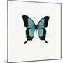 Blue Butterfly-PhotoINC-Mounted Premium Photographic Print