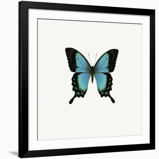 Blue Butterfly-PhotoINC-Framed Photographic Print