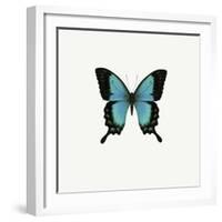 Blue Butterfly-PhotoINC-Framed Photographic Print