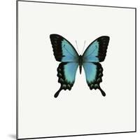 Blue Butterfly-PhotoINC-Mounted Photographic Print