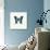 Blue Butterfly-PhotoINC-Photographic Print displayed on a wall