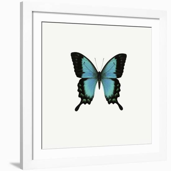 Blue Butterfly-PhotoINC-Framed Photographic Print