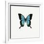 Blue Butterfly-PhotoINC-Framed Photographic Print