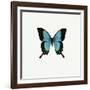 Blue Butterfly-PhotoINC-Framed Photographic Print