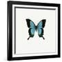 Blue Butterfly-PhotoINC-Framed Photographic Print