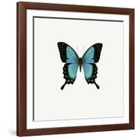 Blue Butterfly-PhotoINC-Framed Photographic Print