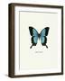 Blue Butterfly-null-Framed Art Print