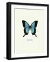 Blue Butterfly-null-Framed Art Print
