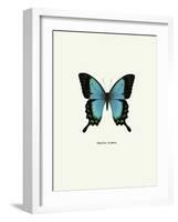 Blue Butterfly-null-Framed Art Print