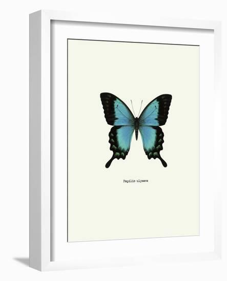 Blue Butterfly-null-Framed Art Print