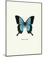 Blue Butterfly-null-Mounted Art Print