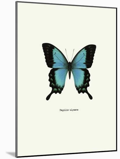 Blue Butterfly-null-Mounted Art Print