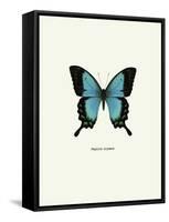 Blue Butterfly-null-Framed Stretched Canvas