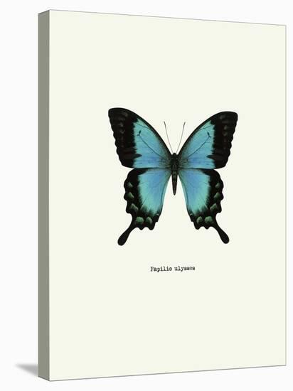 Blue Butterfly-null-Stretched Canvas