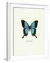 Blue Butterfly-null-Framed Art Print