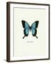 Blue Butterfly-null-Framed Art Print