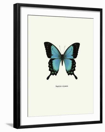 Blue Butterfly-null-Framed Art Print