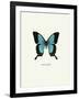 Blue Butterfly-null-Framed Art Print