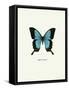 Blue Butterfly-null-Framed Stretched Canvas