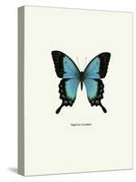 Blue Butterfly-null-Stretched Canvas