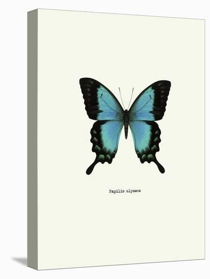 Blue Butterfly-null-Stretched Canvas