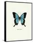 Blue Butterfly-null-Framed Stretched Canvas