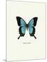 Blue Butterfly-null-Mounted Art Print