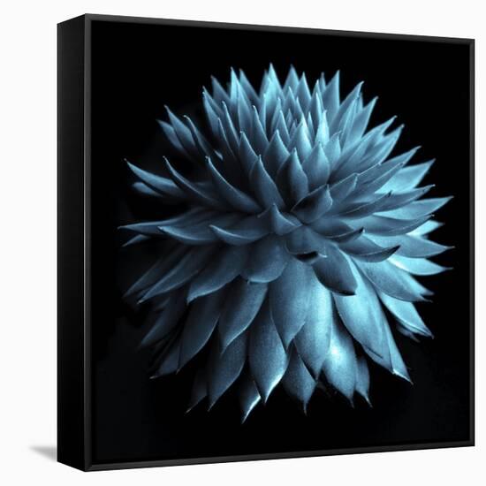 Blue Cacti on Black-Tom Quartermaine-Framed Stretched Canvas