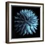 Blue Cacti on Black-Tom Quartermaine-Framed Giclee Print