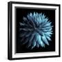 Blue Cacti on Black-Tom Quartermaine-Framed Giclee Print