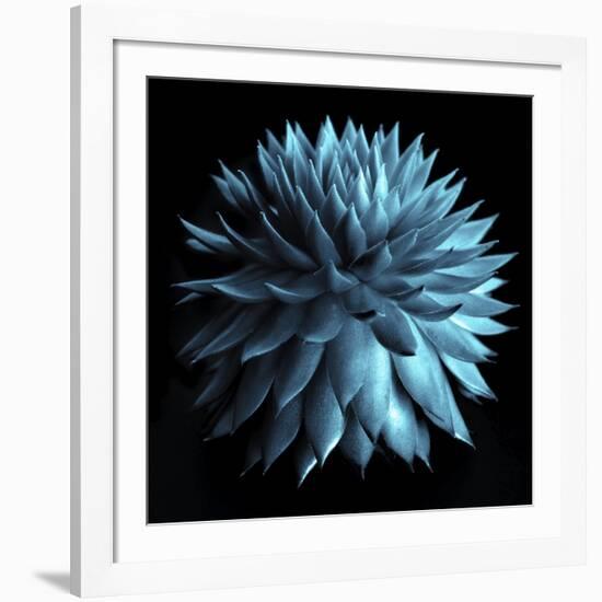 Blue Cacti on Black-Tom Quartermaine-Framed Giclee Print