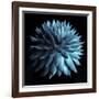 Blue Cacti on Black-Tom Quartermaine-Framed Giclee Print