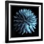 Blue Cacti on Black-Tom Quartermaine-Framed Giclee Print