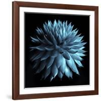 Blue Cacti on Black-Tom Quartermaine-Framed Giclee Print