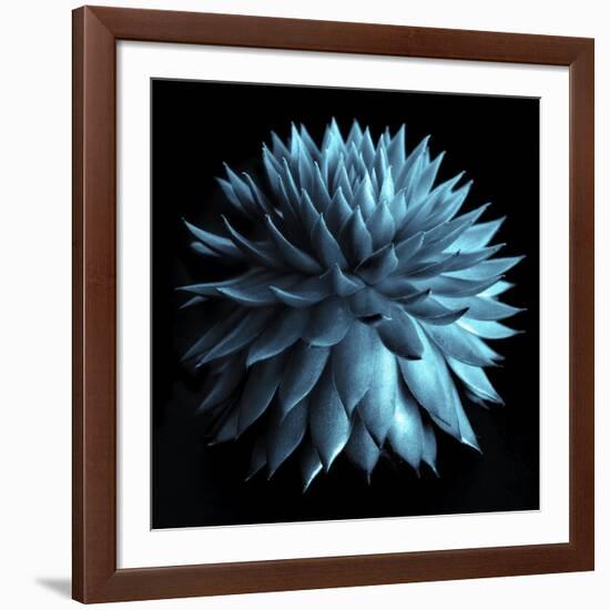 Blue Cacti on Black-Tom Quartermaine-Framed Giclee Print