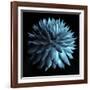 Blue Cacti on Black-Tom Quartermaine-Framed Giclee Print