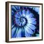 Blue Camomile Daisy Flower Spiral Abstract Fractal Effect Pattern Background. Blue Violet Navy Flow-Mikhail Leonov-Framed Photographic Print