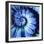 Blue Camomile Daisy Flower Spiral Abstract Fractal Effect Pattern Background. Blue Violet Navy Flow-Mikhail Leonov-Framed Photographic Print