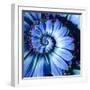 Blue Camomile Daisy Flower Spiral Abstract Fractal Effect Pattern Background. Blue Violet Navy Flow-Mikhail Leonov-Framed Photographic Print