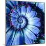 Blue Camomile Daisy Flower Spiral Abstract Fractal Effect Pattern Background. Blue Violet Navy Flow-Mikhail Leonov-Mounted Photographic Print