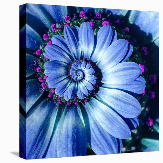 Blue Camomile Daisy Flower Spiral Abstract Fractal Effect Pattern Background. Blue Violet Navy Flow-Mikhail Leonov-Stretched Canvas