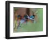 Blue-Capped Cordon Bleu-Adam Jones-Framed Photographic Print