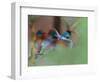 Blue-Capped Cordon Bleu-Adam Jones-Framed Photographic Print